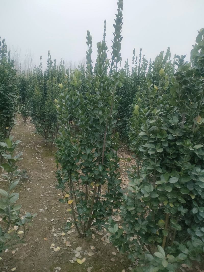 丛生大冠北海道黄杨，回剪苗基地看货，现起现发