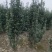 丛生大冠北海道黄杨，回剪苗基地看货，现起现发