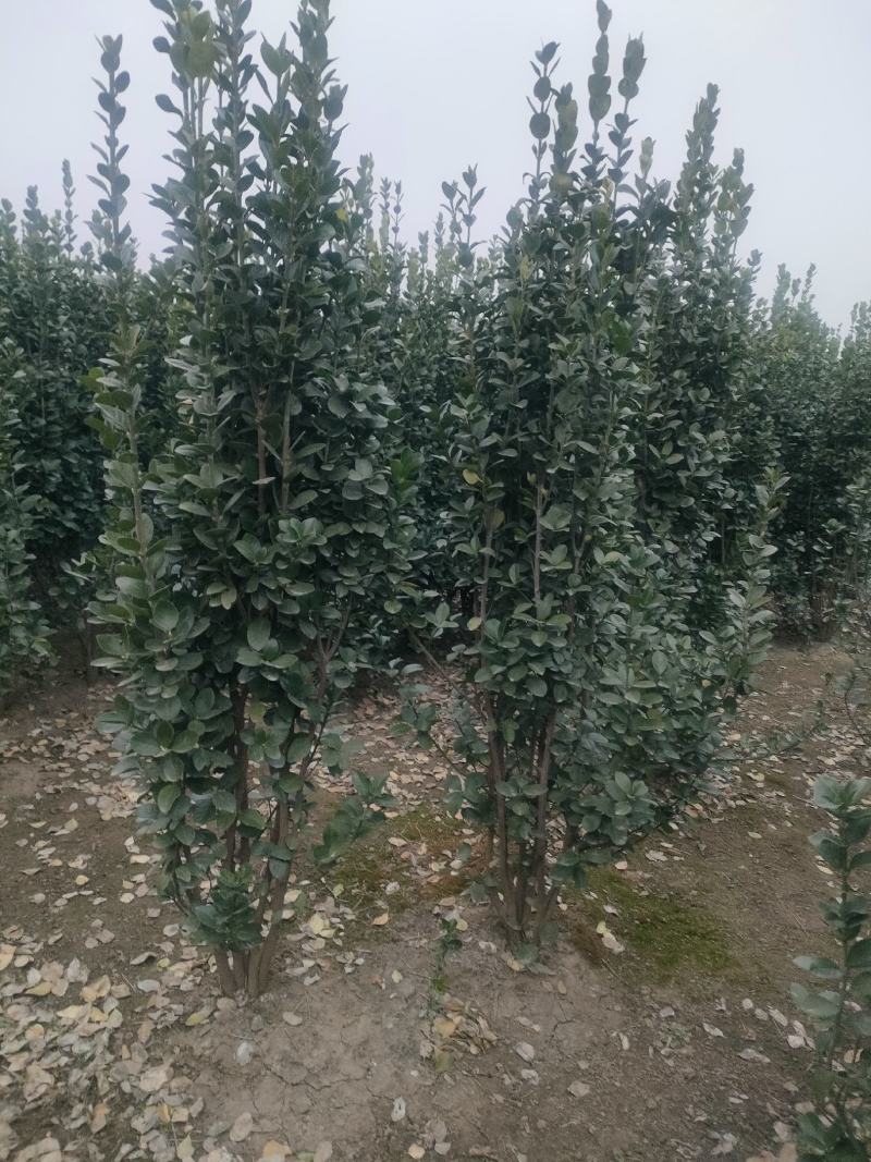 丛生大冠北海道黄杨，回剪苗基地看货，现起现发