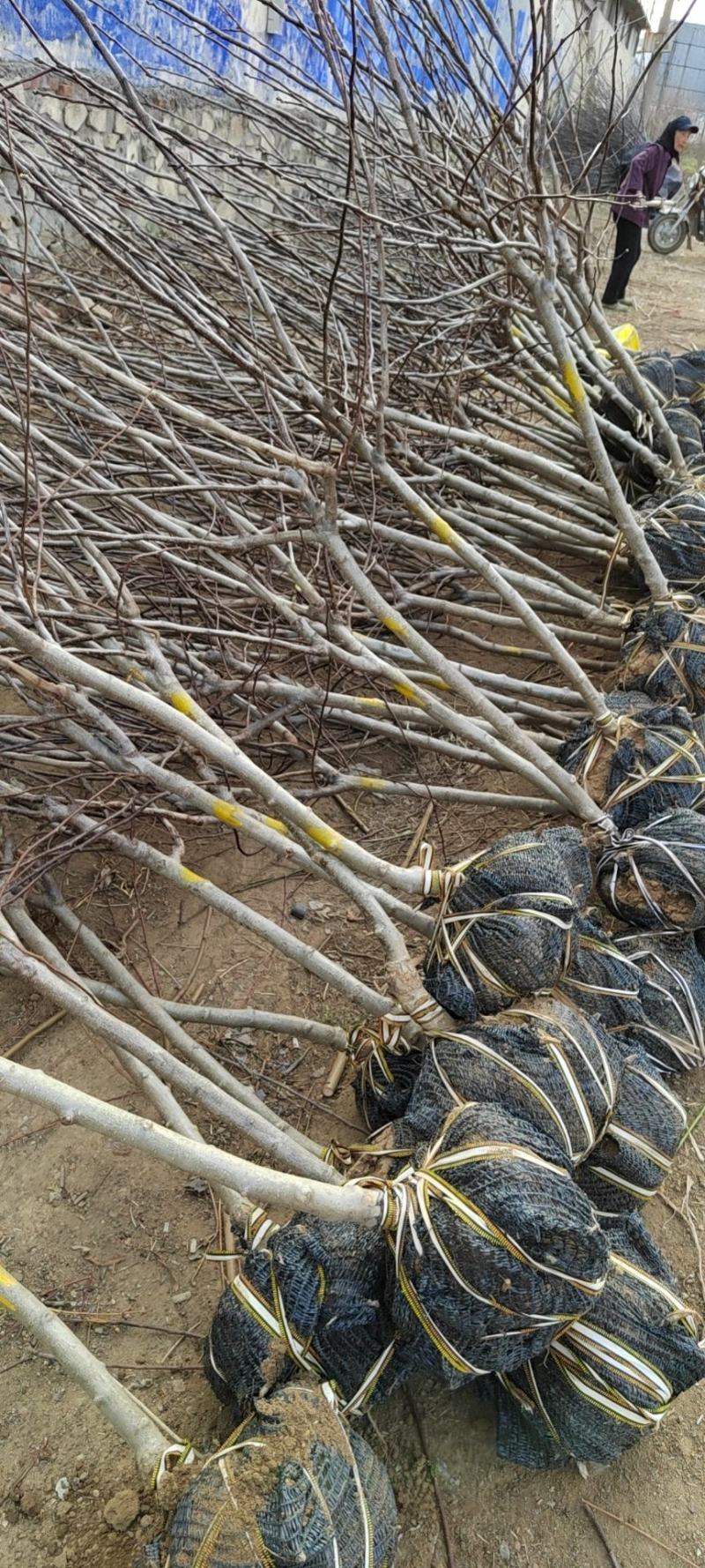 山楂树现起现发欢迎各地采购商实地考察