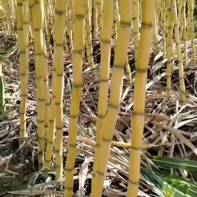 【优选】云南黄金甘蔗，一手货源产地代收代发，全国供应