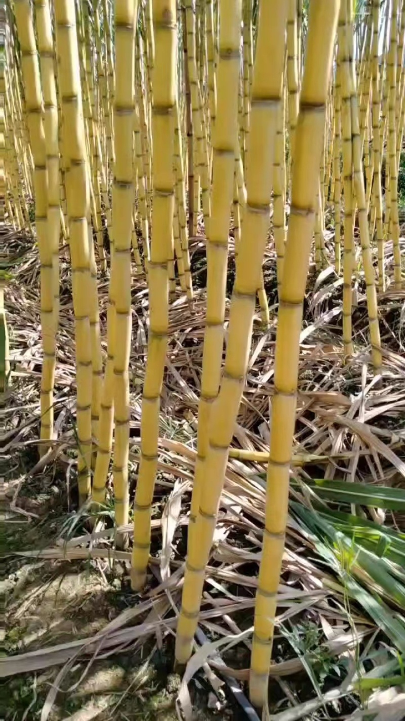 【优选】云南黄金甘蔗，一手货源产地代收代发，全国供应