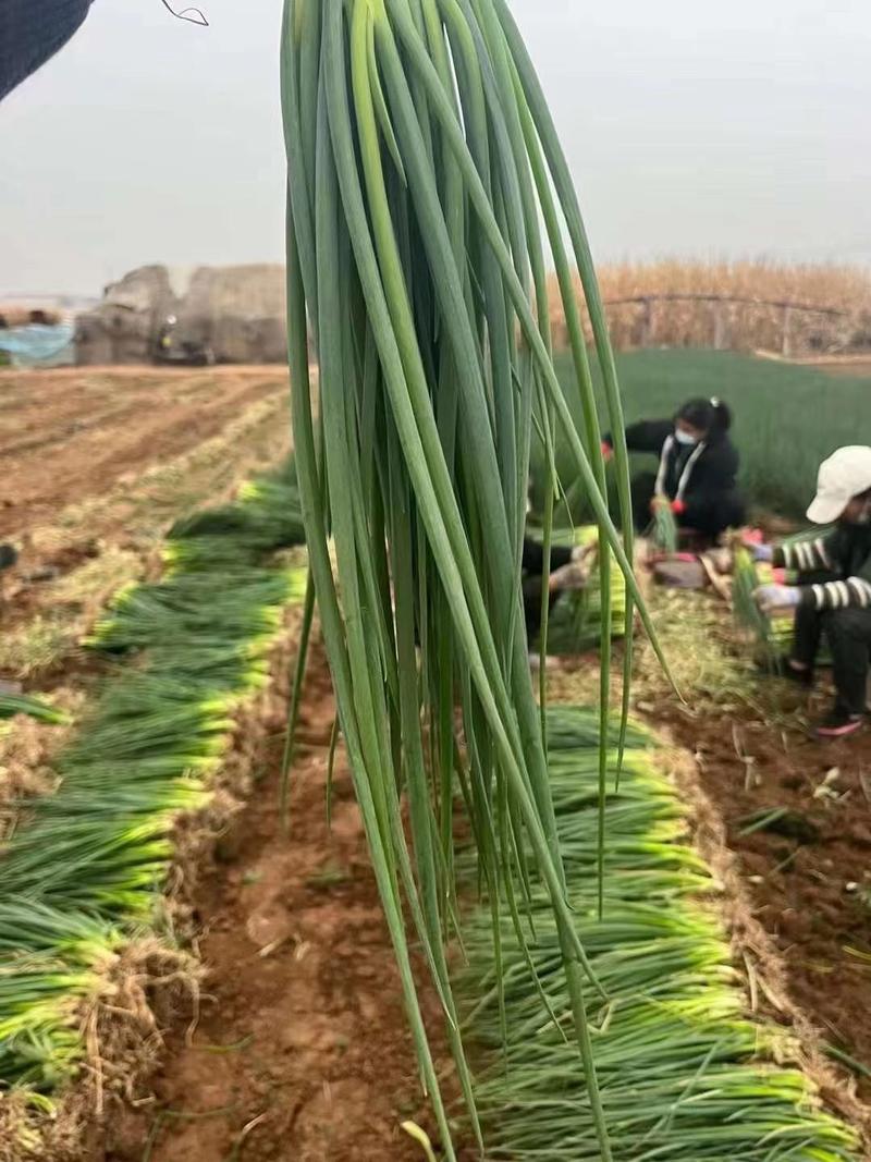 小香葱永年精菜小钢葱货源充足一手货源代发全国