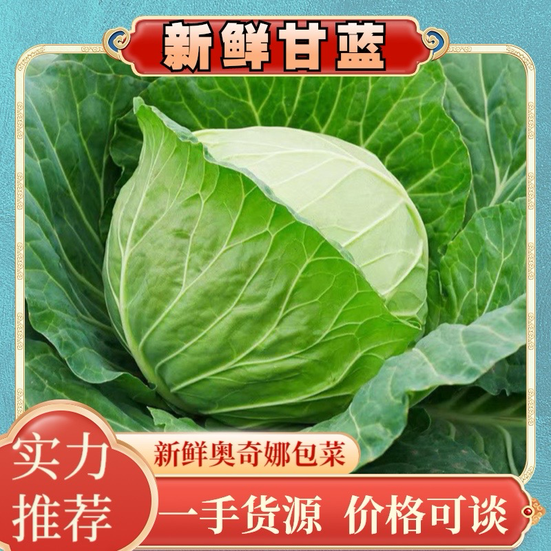 新鲜包菜奥奇娜甘蓝湖南产地直供新鲜现砍欢迎来电