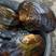 园蚌三角蚌保证新鲜的长期供货货源充足量大从优欢迎老板选