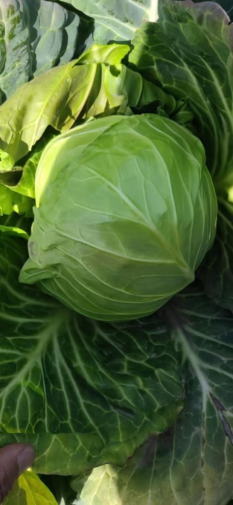 新鲜包菜奥奇娜甘蓝湖南产地直供新鲜现砍欢迎来电
