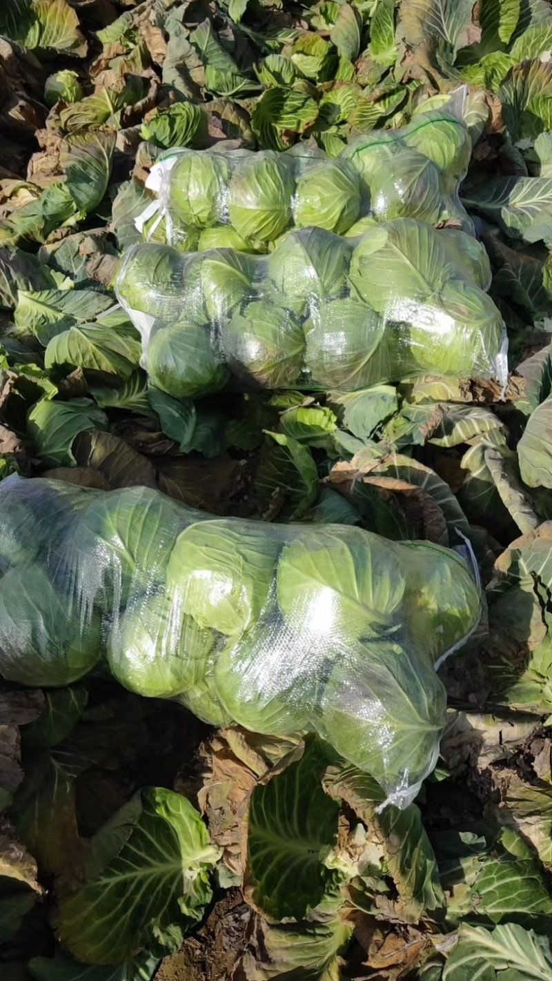新鲜包菜奥奇娜甘蓝湖南产地直供新鲜现砍欢迎来电