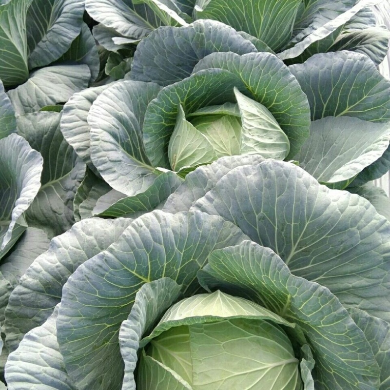 新鲜包菜奥奇娜甘蓝湖南产地直供新鲜现砍欢迎来电
