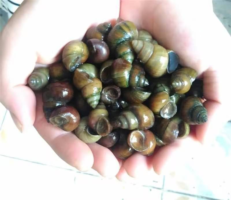 长年供应优质螺狮～河蚌货源充足量大从优欢迎老板选购可视频