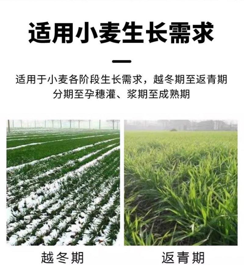 麦黄金小麦专用增产防冻促杆促分蘖抗倒伏增产粒饱叶面