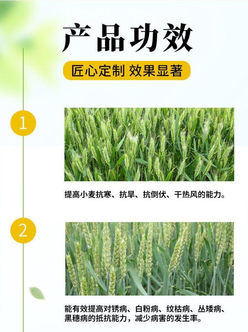 麦黄金小麦专用增产防冻促杆促分蘖抗倒伏增产粒饱叶面