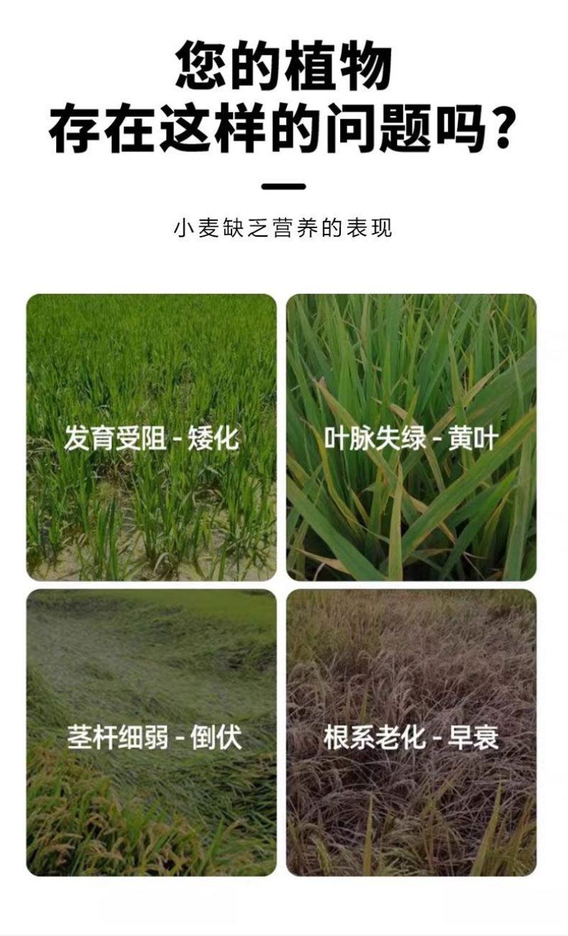 麦黄金小麦专用增产防冻促杆促分蘖抗倒伏增产粒饱叶面