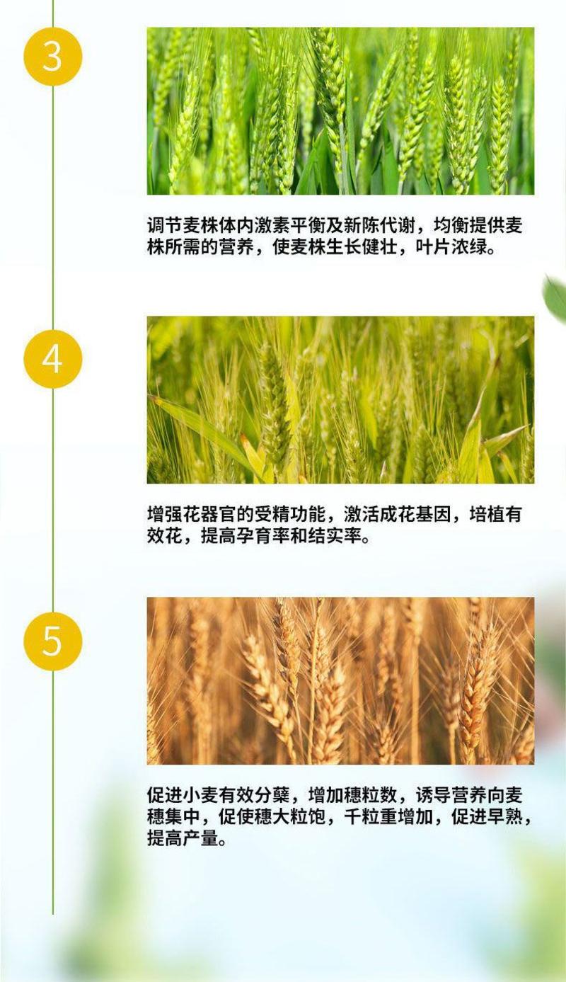 麦黄金小麦专用增产防冻促杆促分蘖抗倒伏增产粒饱叶面