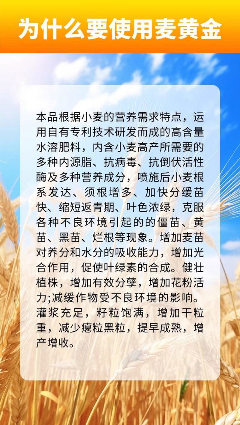麦黄金小麦专用增产防冻促杆促分蘖抗倒伏增产粒饱叶面