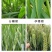 麦黄金小麦专用增产防冻促杆促分蘖抗倒伏增产粒饱叶面