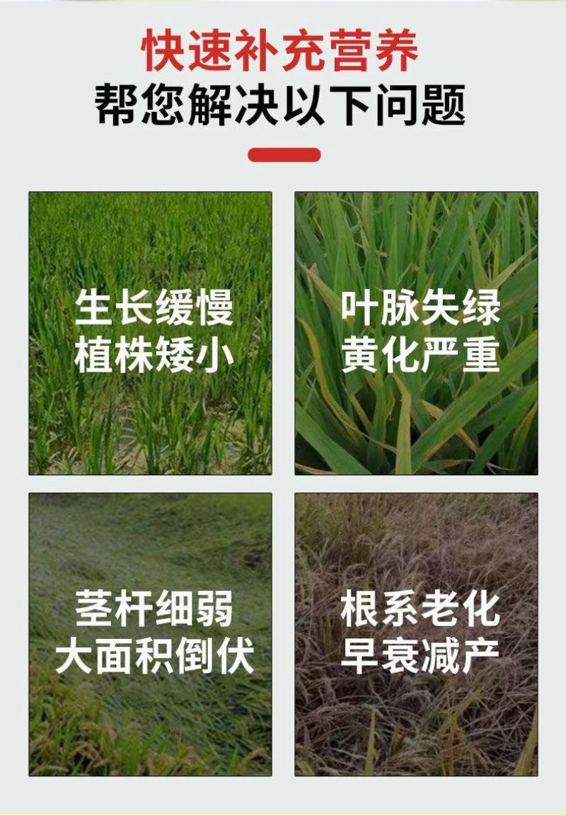 麦黄金小麦专用增产防冻促杆促分蘖抗倒伏增产粒饱叶面
