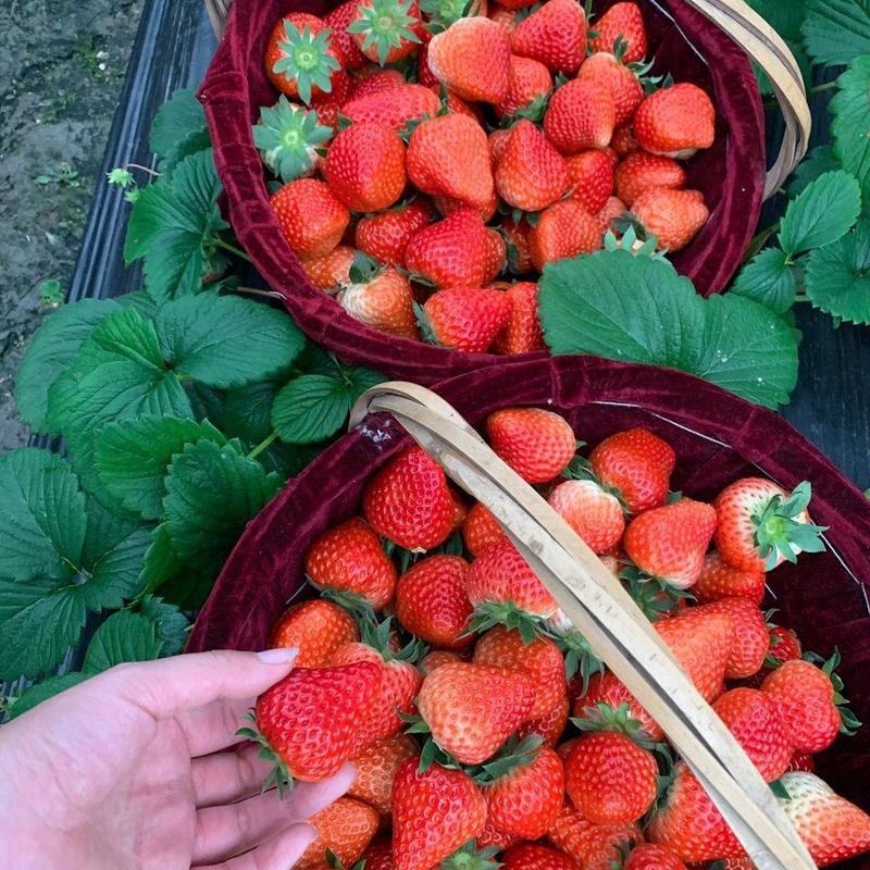 草莓红颜草莓基地直发量大从优全国发货微商电商批发零售