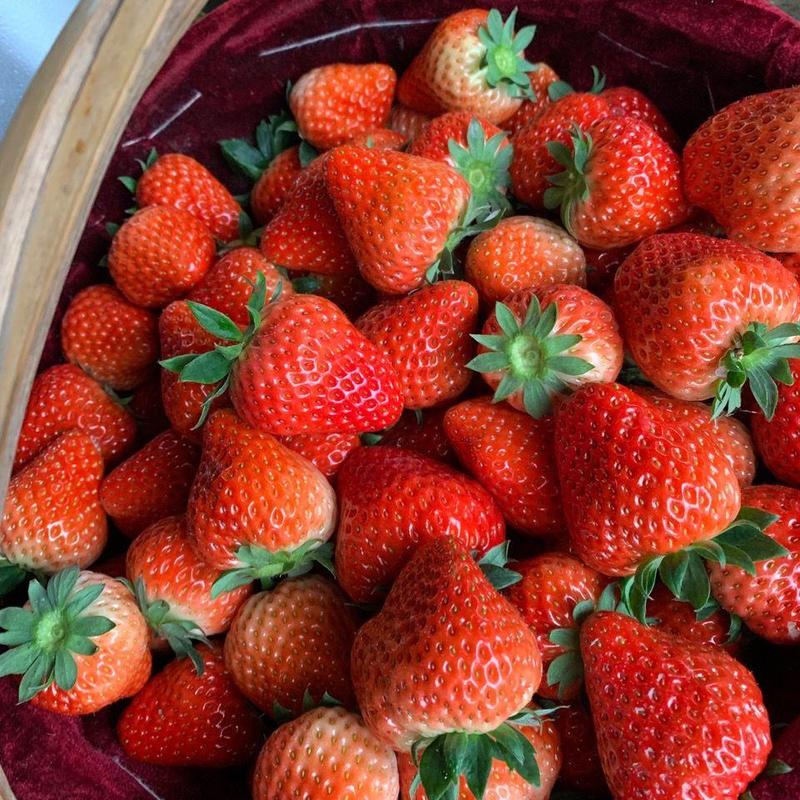 草莓红颜草莓基地直发量大从优全国发货微商电商批发零售