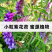 云南紫花苕子种子自家一手货源品质保证量大价优欢迎采购