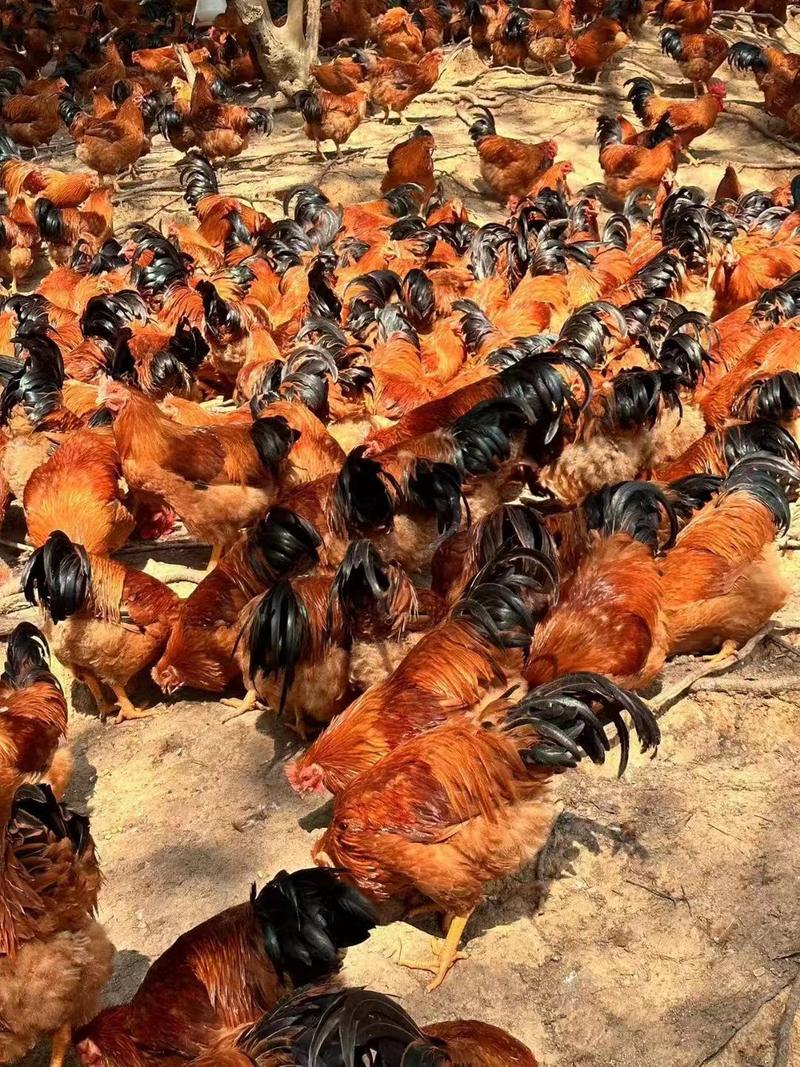 灵山土阉鸡，长期有140-250天，走山放养，欢迎来电