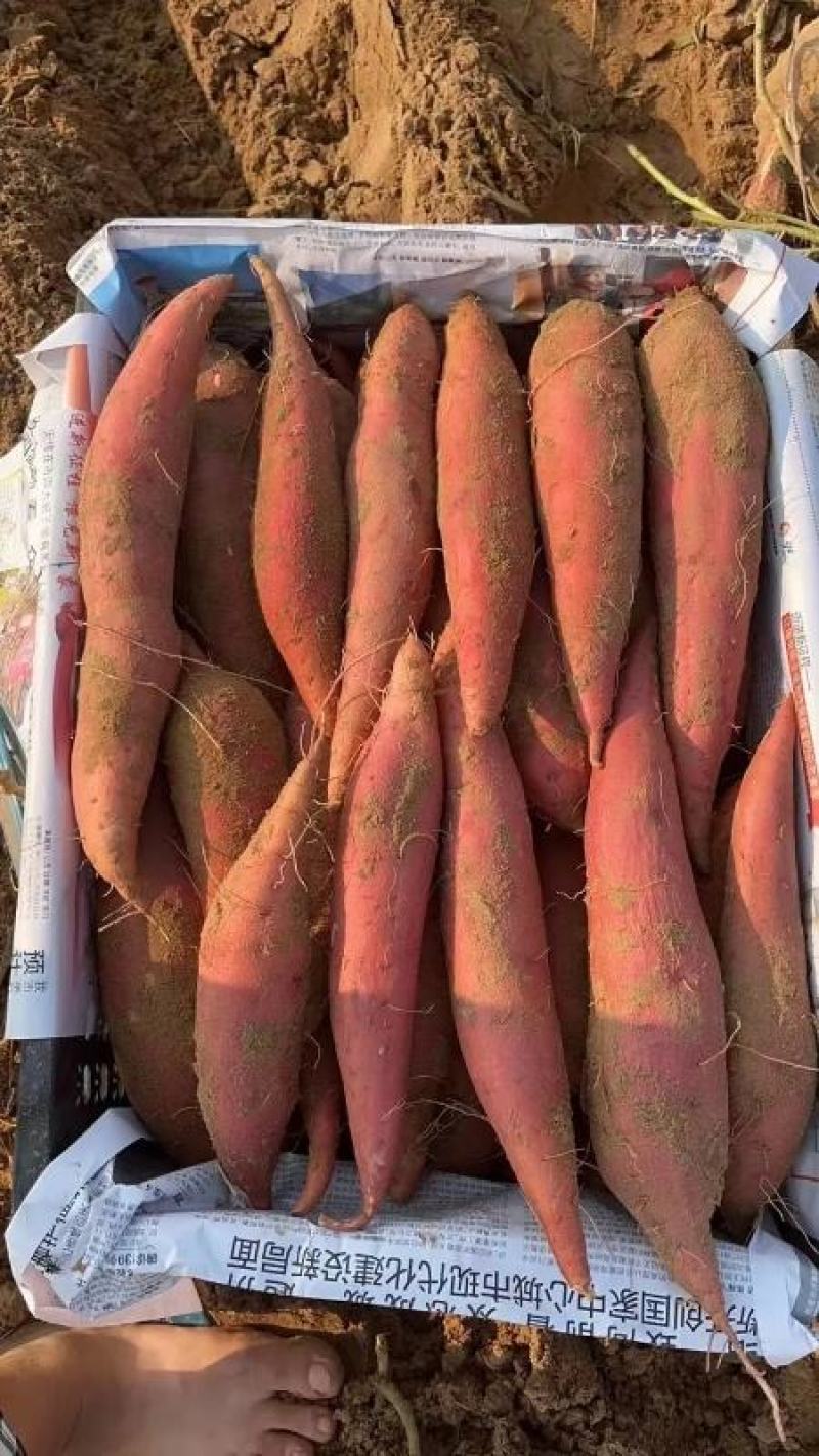 【西瓜红残薯】沙地西瓜红次品大量有货（仓库货）