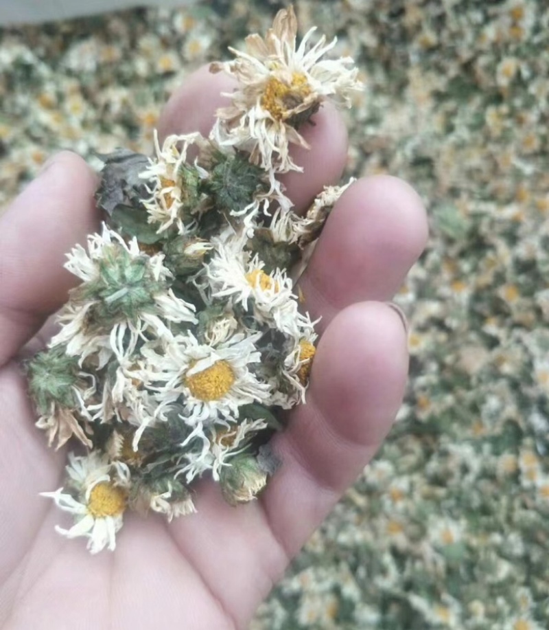 干菊花大量有货诚信经营品质保证欢迎老板电话联系