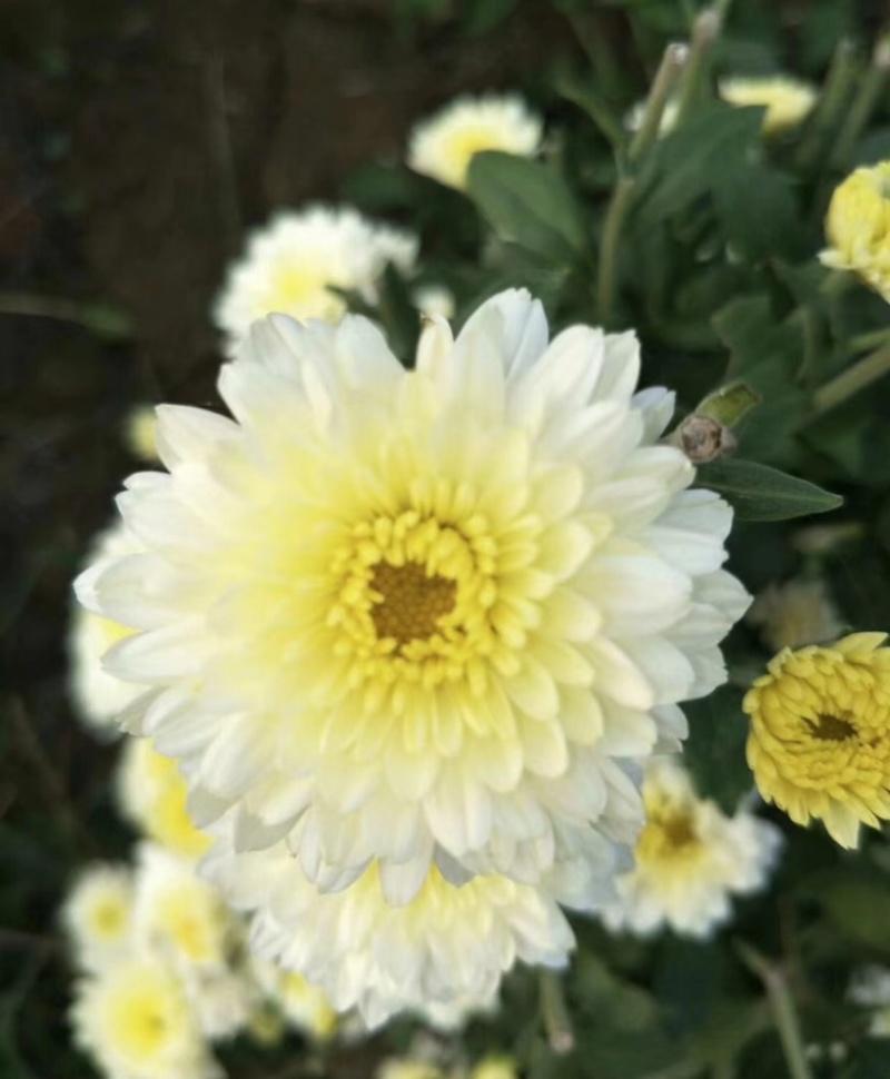 干菊花大量有货诚信经营品质保证欢迎老板电话联系