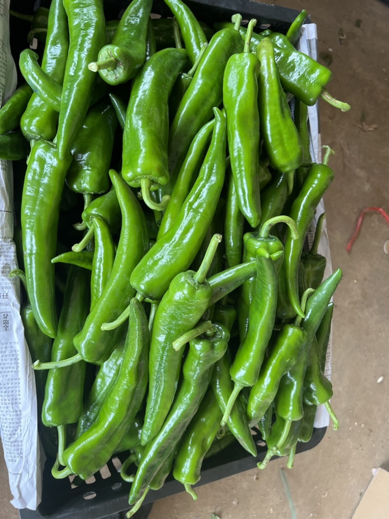 湛江鲜辣椒，青皮尖椒，，一手货源，诚信代办！