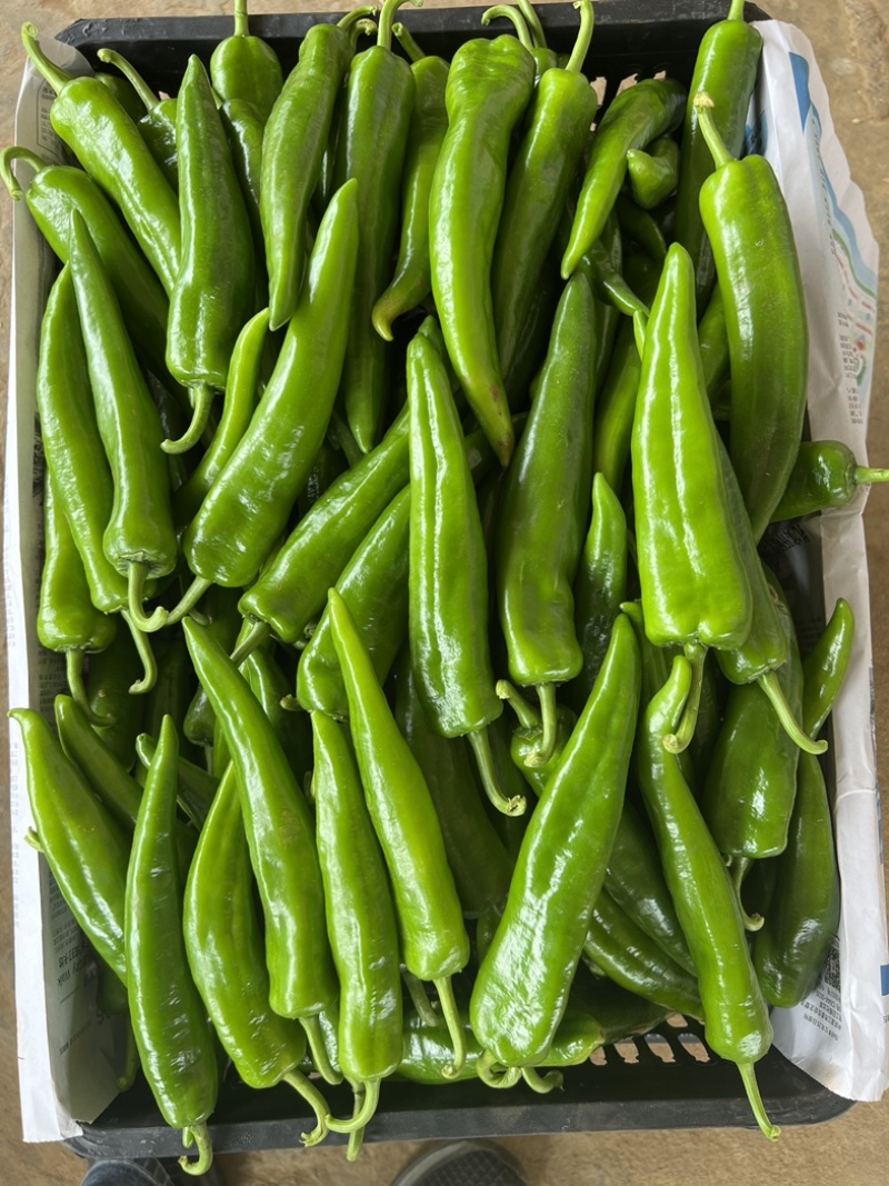 湛江鲜辣椒，青皮尖椒，，一手货源，诚信代办！