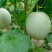 玉菇甜瓜精品白玉菇甜瓜奶香密可对接各大电商平台