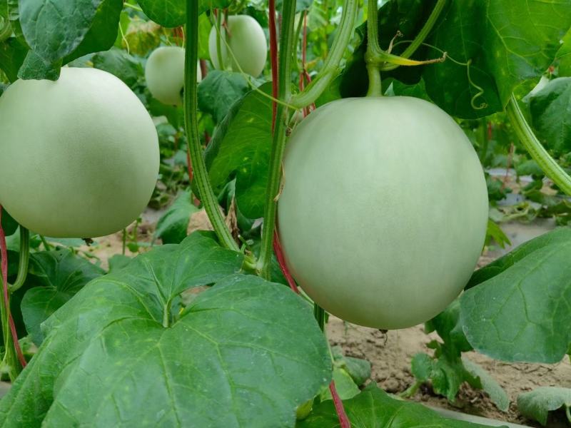 玉菇甜瓜精品白玉菇甜瓜奶香密可对接各大电商平台