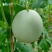 玉菇甜瓜精品白玉菇甜瓜奶香密可对接各大电商平台