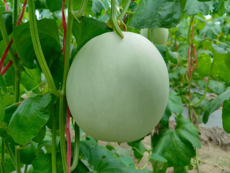玉菇甜瓜精品白玉菇甜瓜奶香密可对接各大电商平台