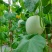 玉菇甜瓜精品白玉菇甜瓜奶香密可对接各大电商平台