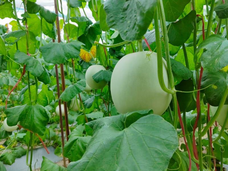 玉菇甜瓜精品白玉菇甜瓜奶香密可对接各大电商平台