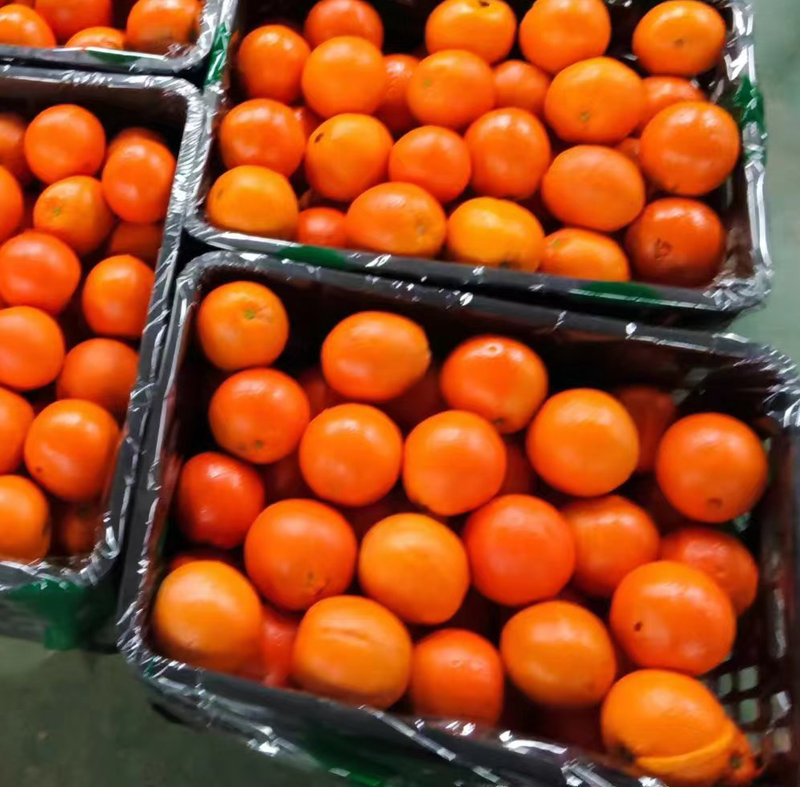 奉节脐橙高次果，皮薄肉厚大量供应品质保障可视频看货