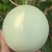 玉菇甜瓜精品白玉菇甜瓜奶香密可对接各大电商平台
