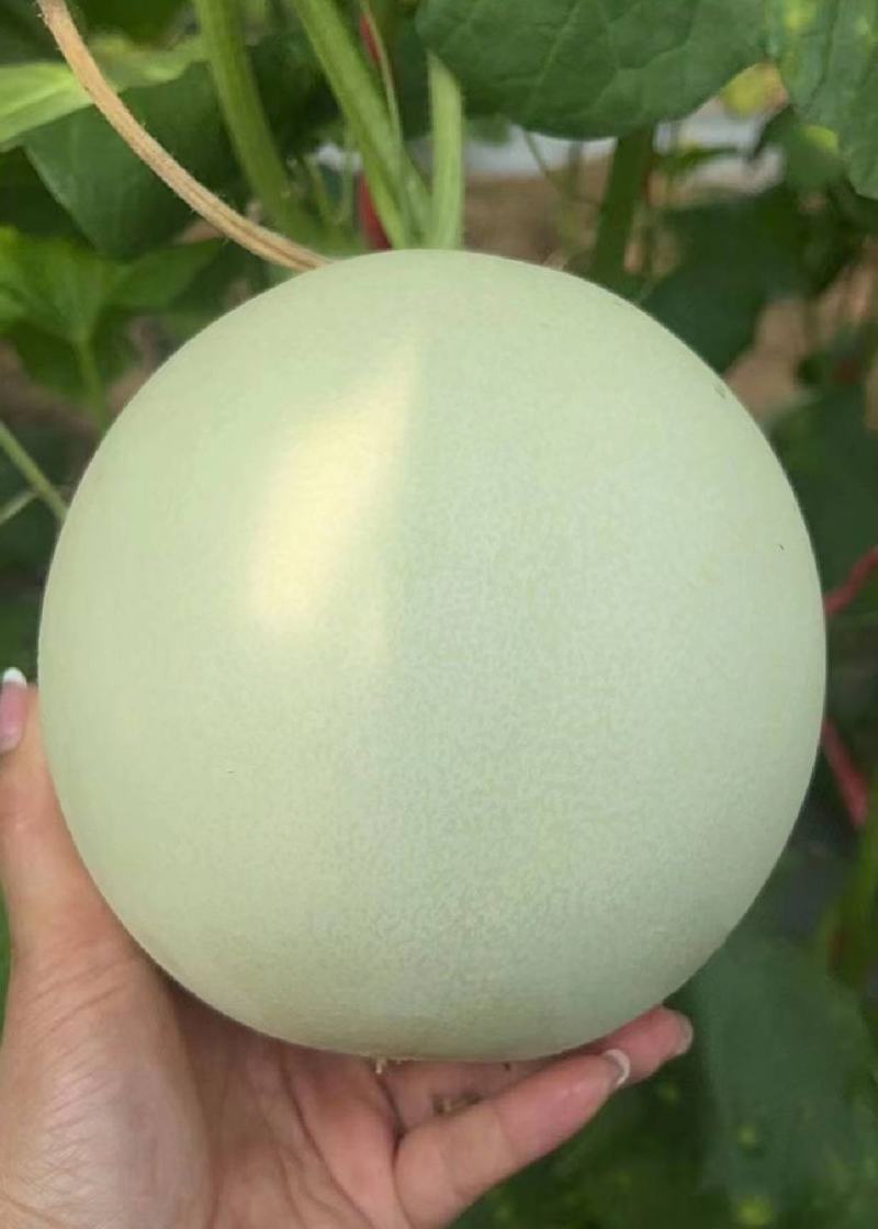 玉菇甜瓜精品白玉菇甜瓜奶香密可对接各大电商平台