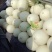 玉菇甜瓜精品白玉菇甜瓜奶香密可对接各大电商平台