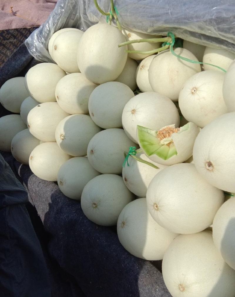 玉菇甜瓜精品白玉菇甜瓜奶香密可对接各大电商平台