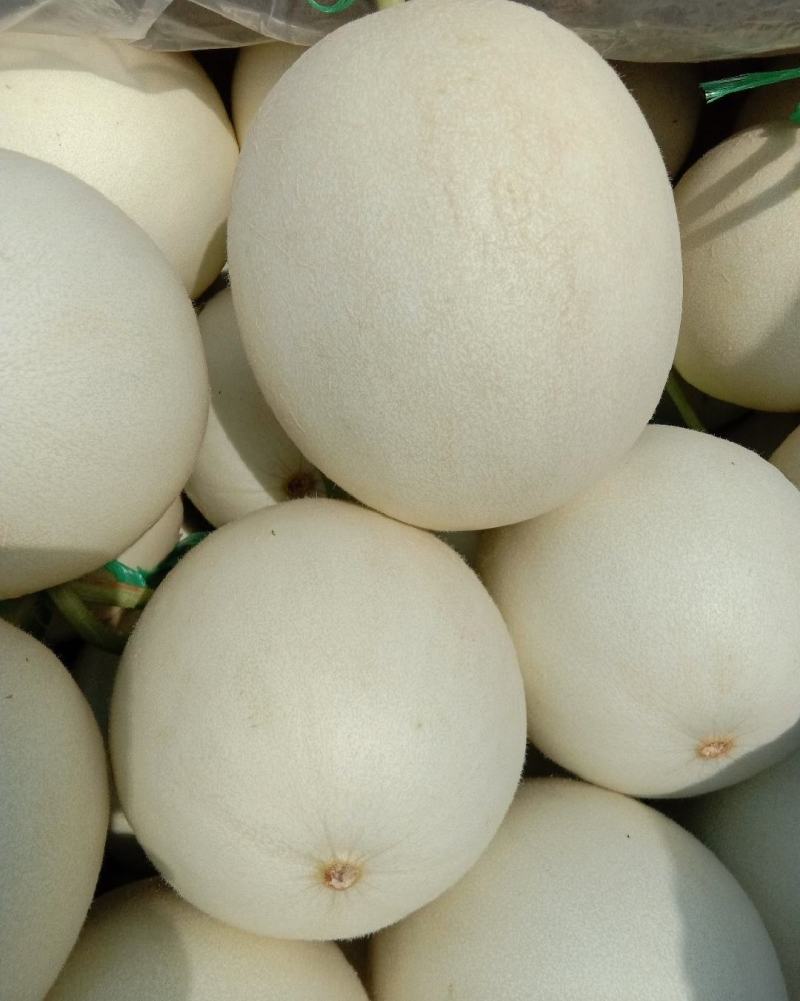 玉菇甜瓜精品白玉菇甜瓜奶香密可对接各大电商平台