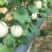 玉菇甜瓜精品白玉菇甜瓜奶香密可对接各大电商平台