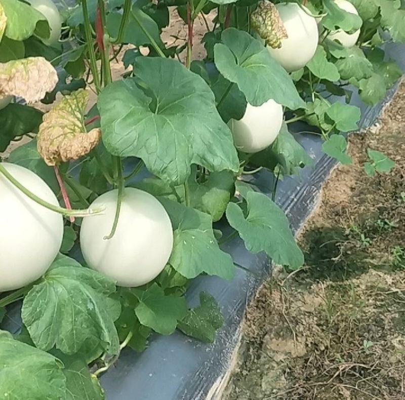 玉菇甜瓜精品白玉菇甜瓜奶香密可对接各大电商平台