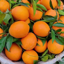 奉节脐橙柳荷尔，皮薄味甜诚信经营大量供应，品质！