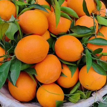 奉节脐橙柳荷尔，皮薄味甜诚信经营大量供应，品质保障！