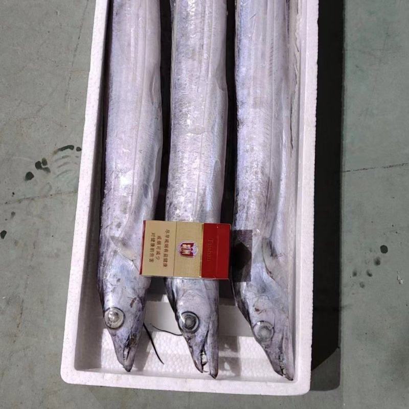 精品带鱼
