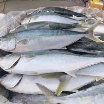 黄金鲅鱼