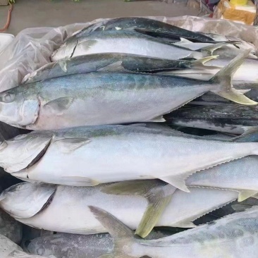 黄金鲅鱼
