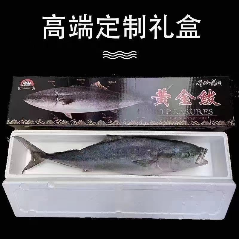 黄金鲅鱼