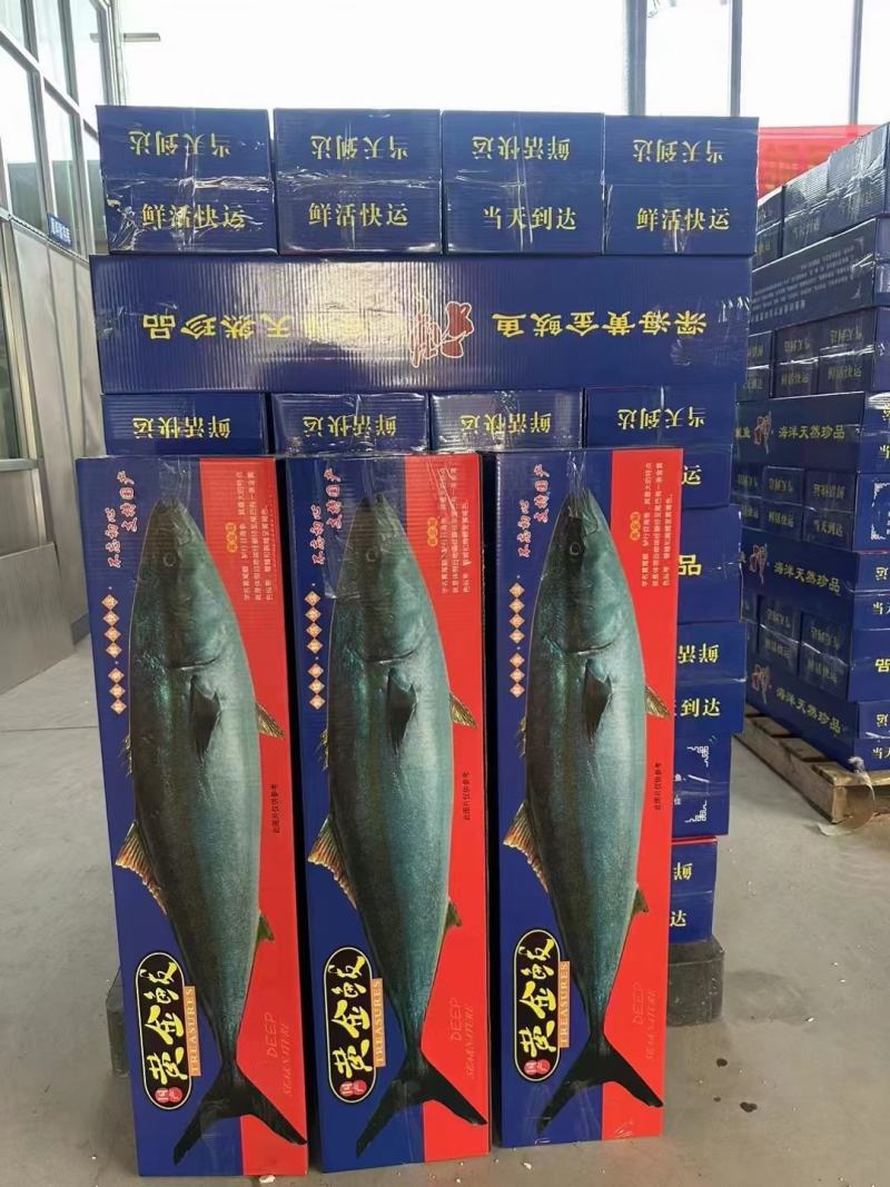 黄金鲅鱼